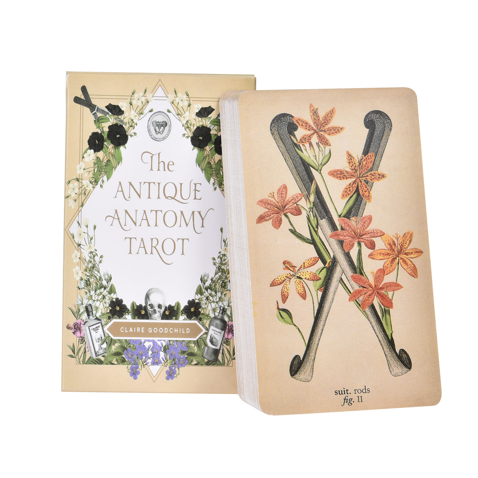 Tarot Deck With Guidebook - The Antique Anatomy Tarot Cards English