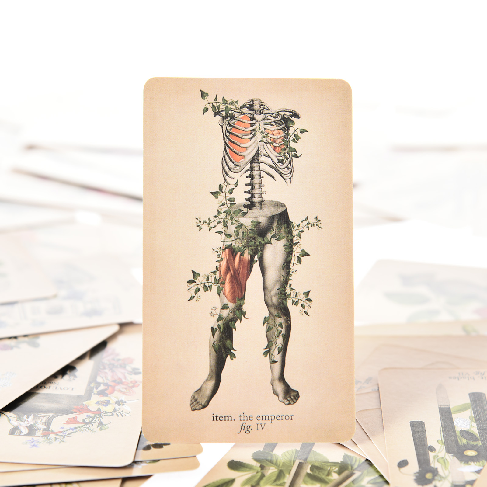 The Antique Anatomy Tarot Card - Tarot Deck With Guidebook recension och pris